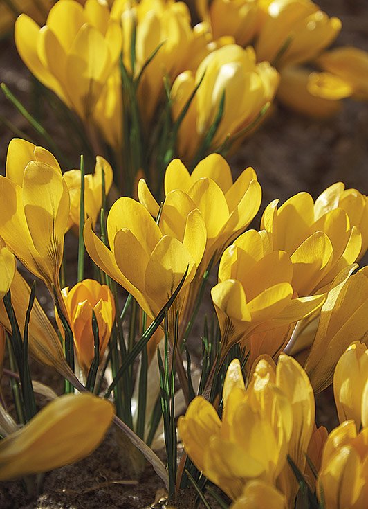 Bulbi VERVE Crocus, galben