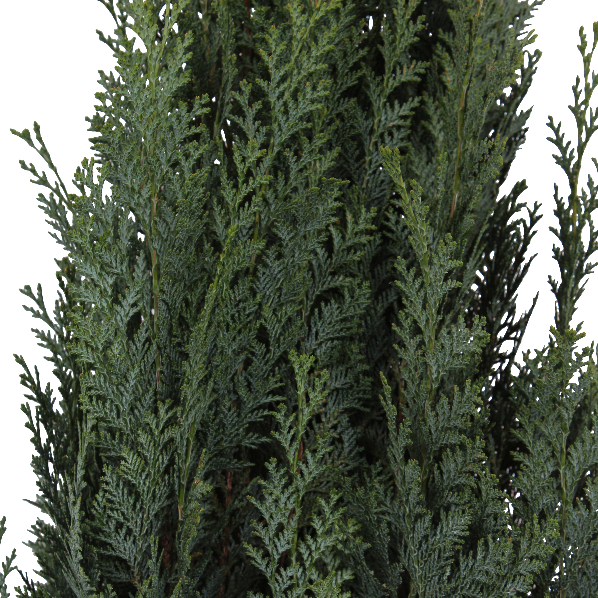 Chiparos Chamaecyparis Columnaris in ghiveci