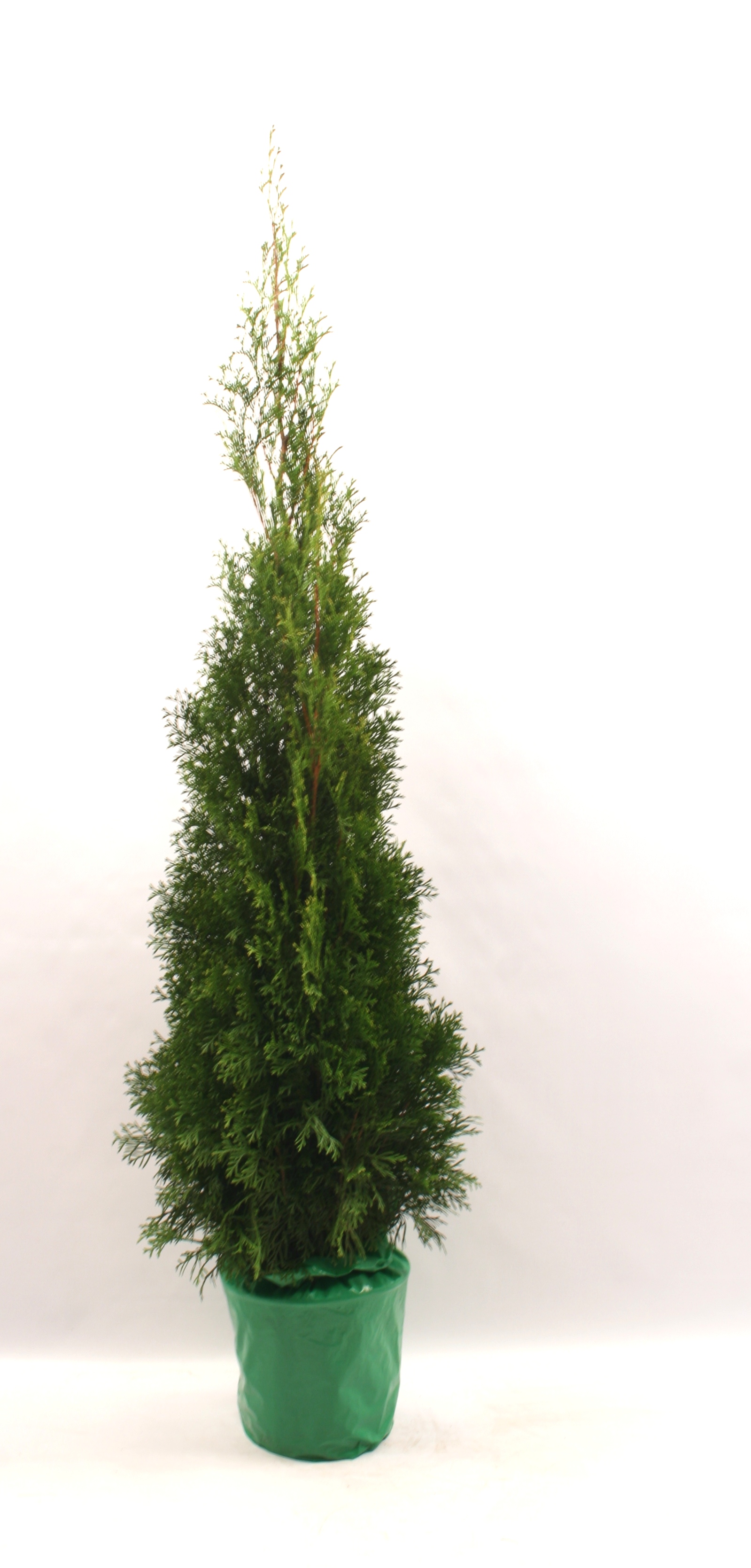 Tuia Occidentalis Smaragd in ghiveci, H 80-100 cm