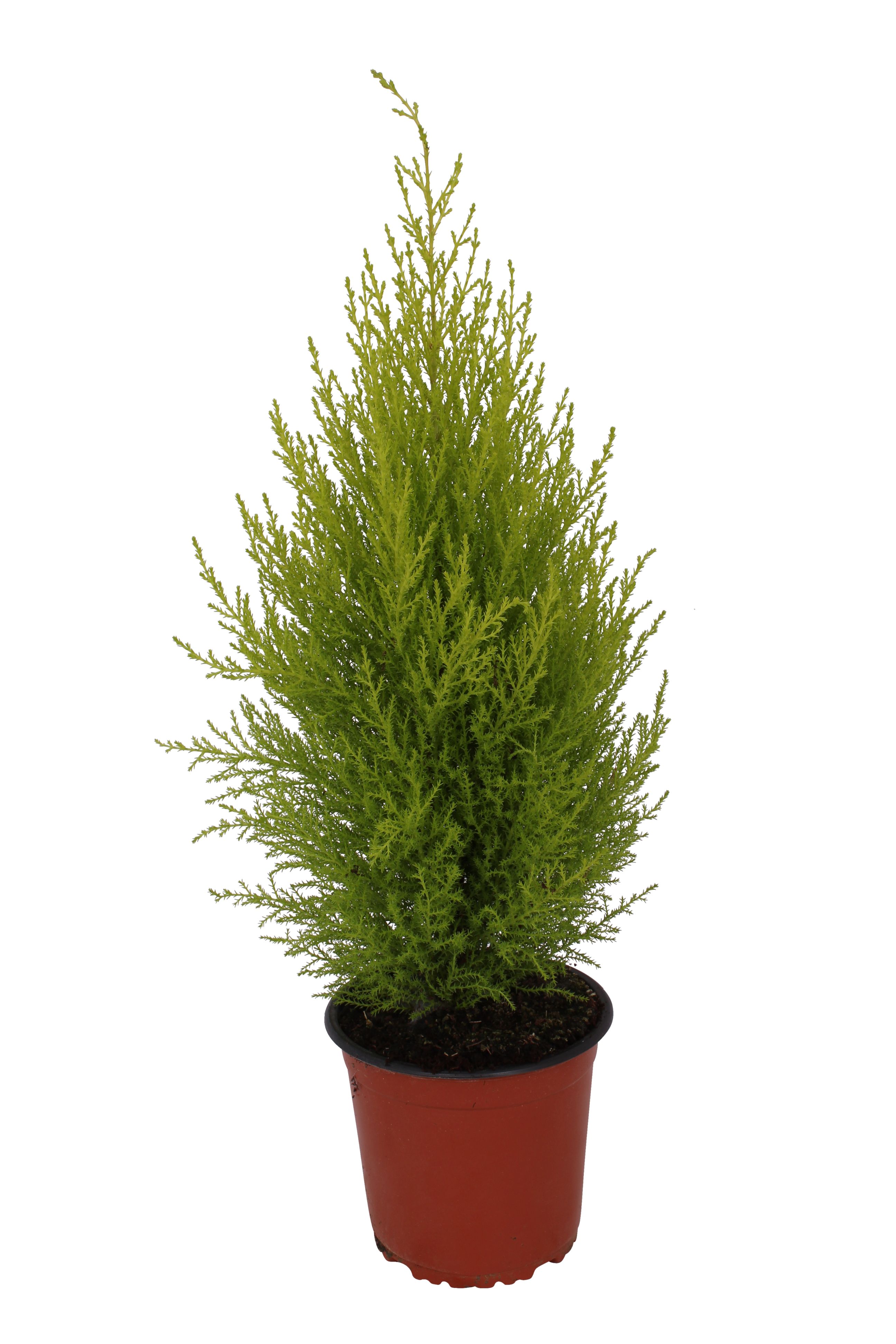 Tuia in ghiveci, H 50-65 cm