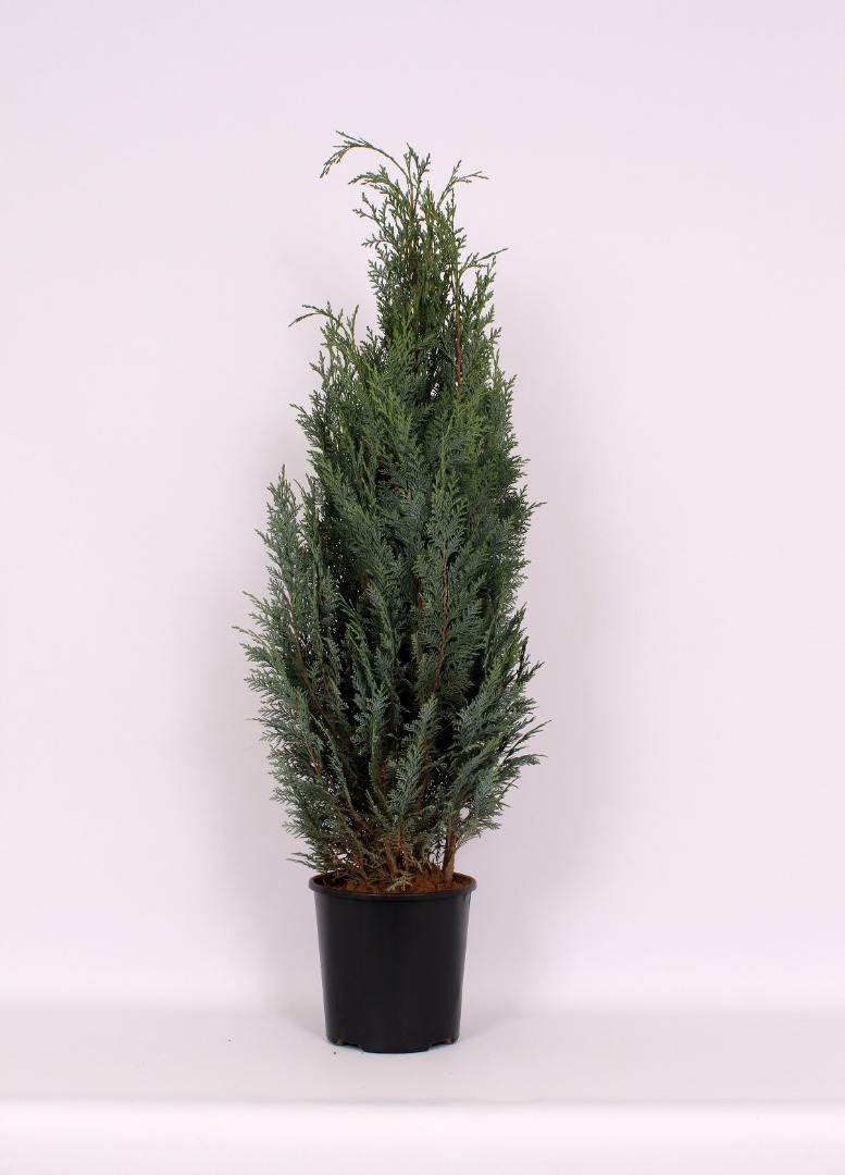 Chiparos Chamaecyparis Columnaris in ghiveci, H 80-100 cm