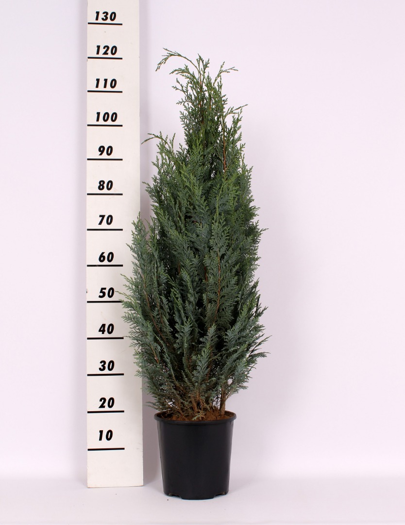 Chiparos Chamaecyparis Columnaris in ghiveci, H 80-100 cm