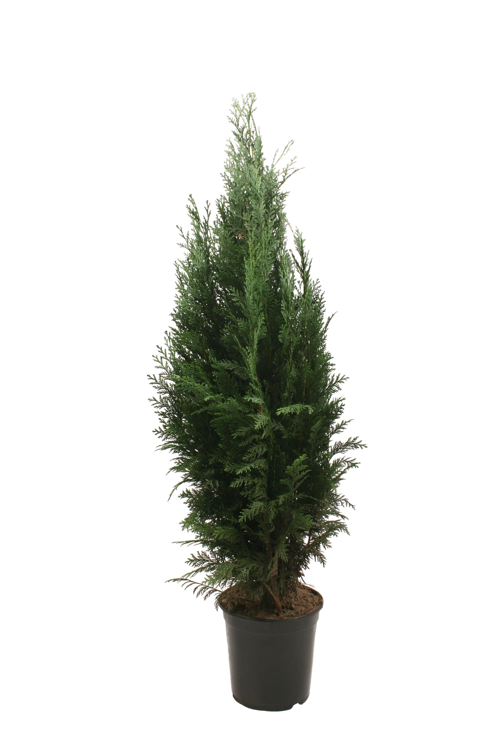 Chiparos Chamaecyparis Columnaris in ghiveci, H 80-100 cm