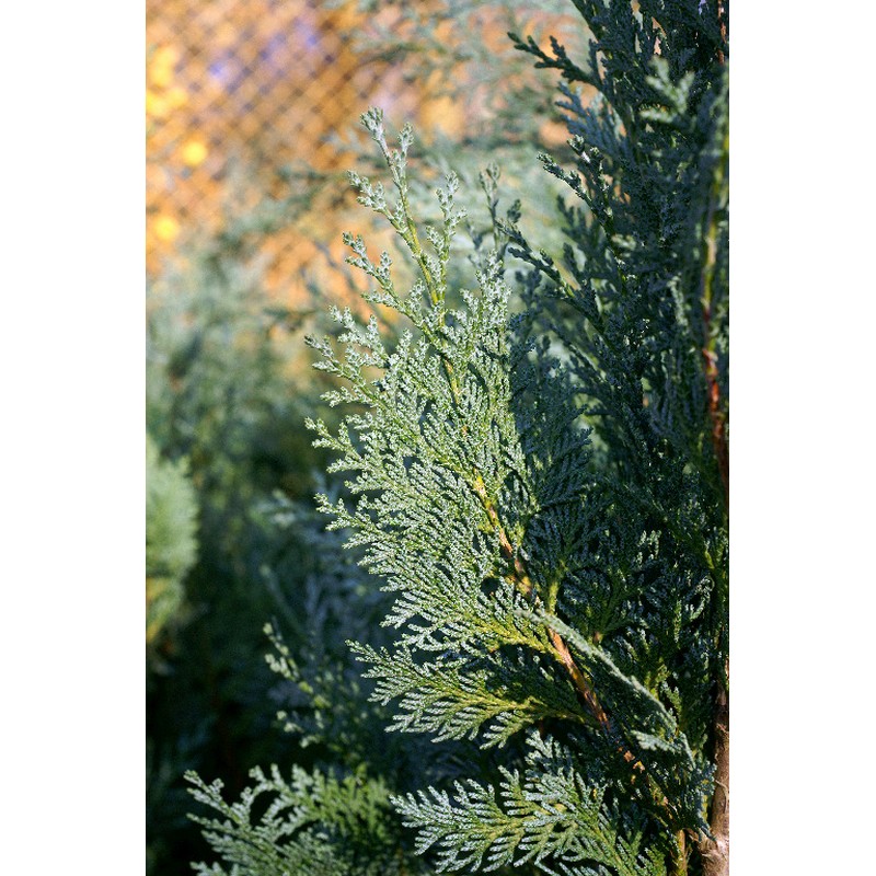 Chiparos Chamaecyparis Columnaris in ghiveci, H 80-100 cm