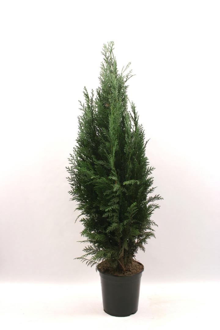 Chiparos Chamaecyparis Columnaris in ghiveci, H 100-120 cm