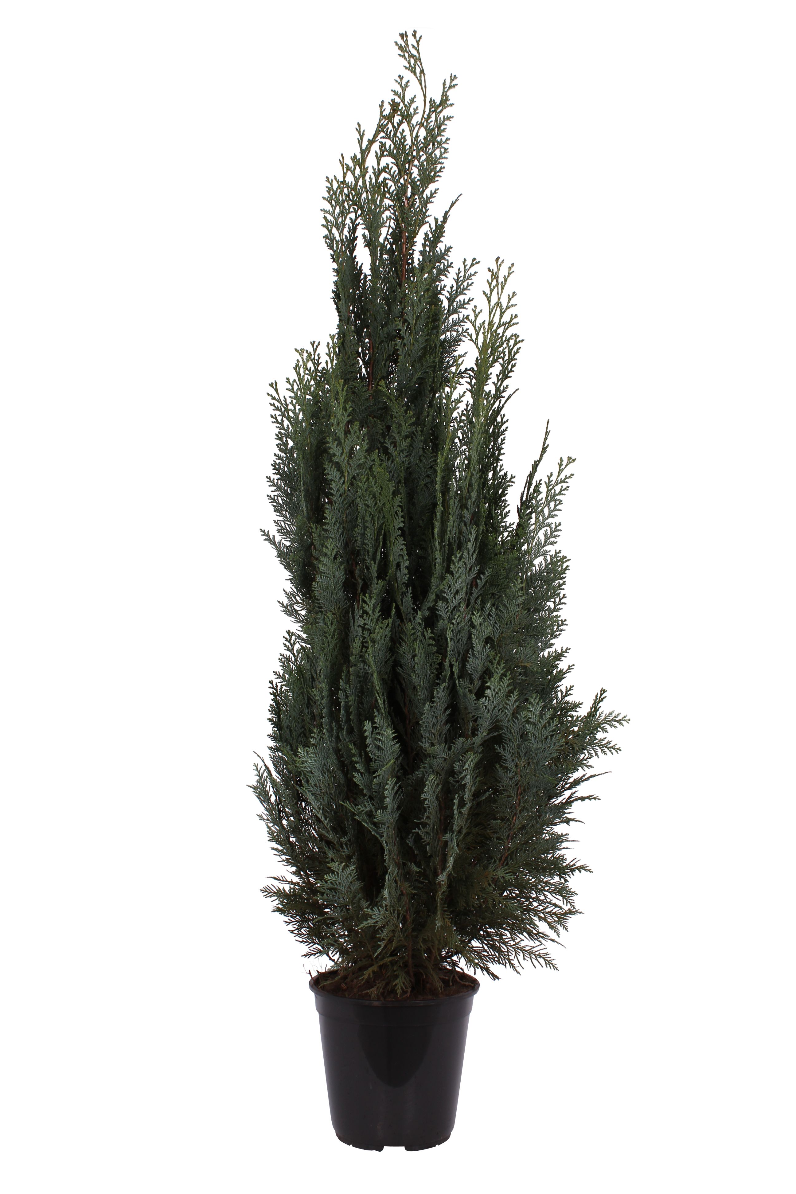 Chiparos Chamaecyparis Columnaris in ghiveci, H 100-120 cm