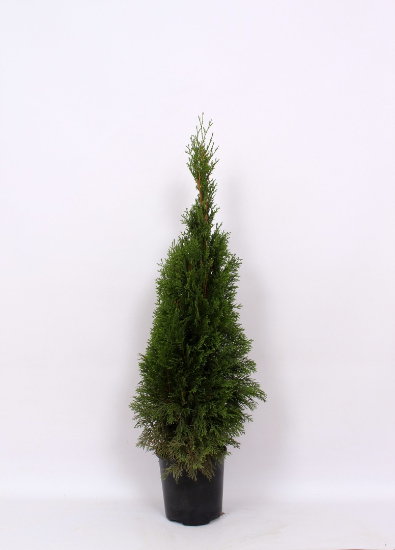 Tuia Smaragd in ghiveci, H 80-100 cm