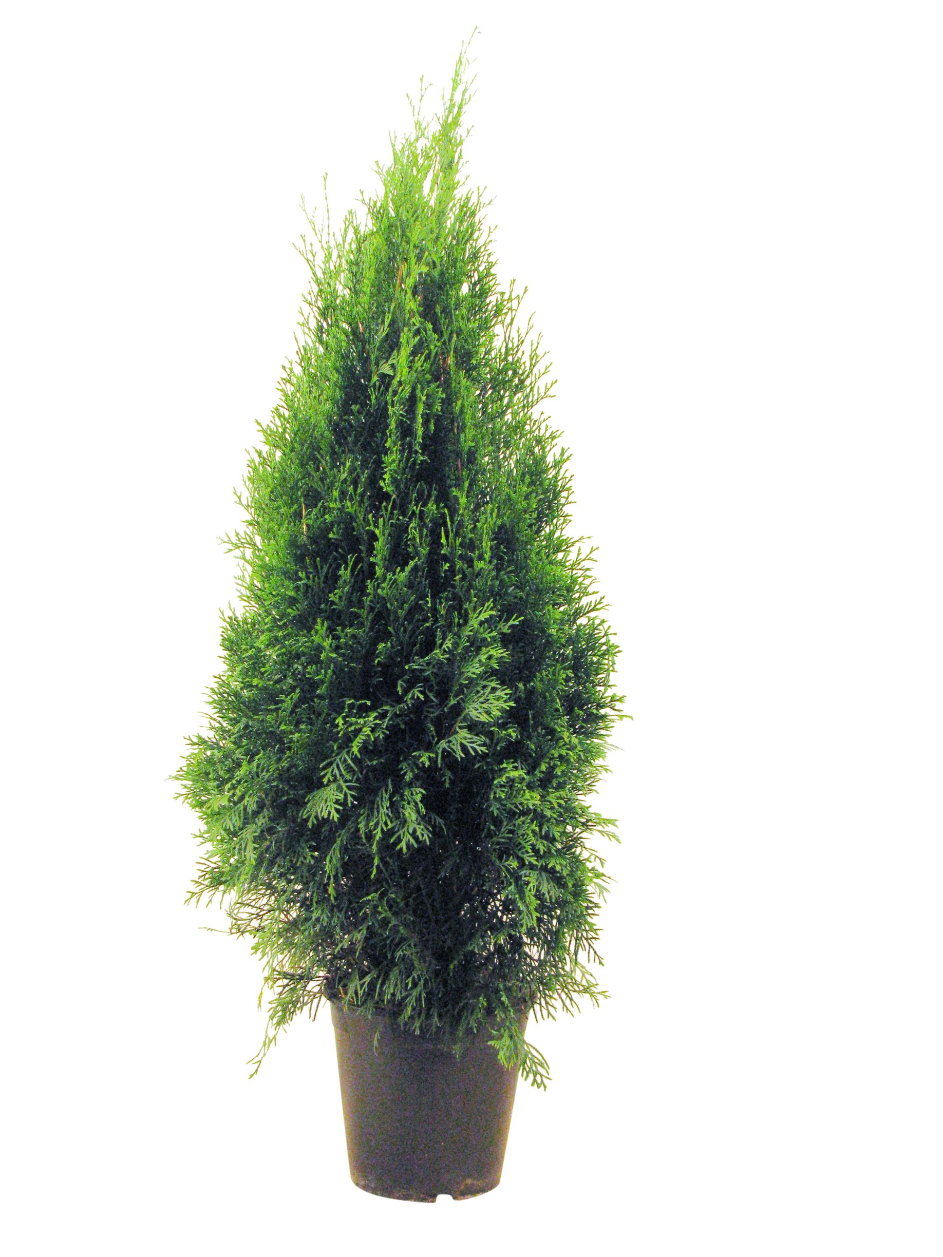 Tuia Smaragd in ghiveci, H 80-100 cm