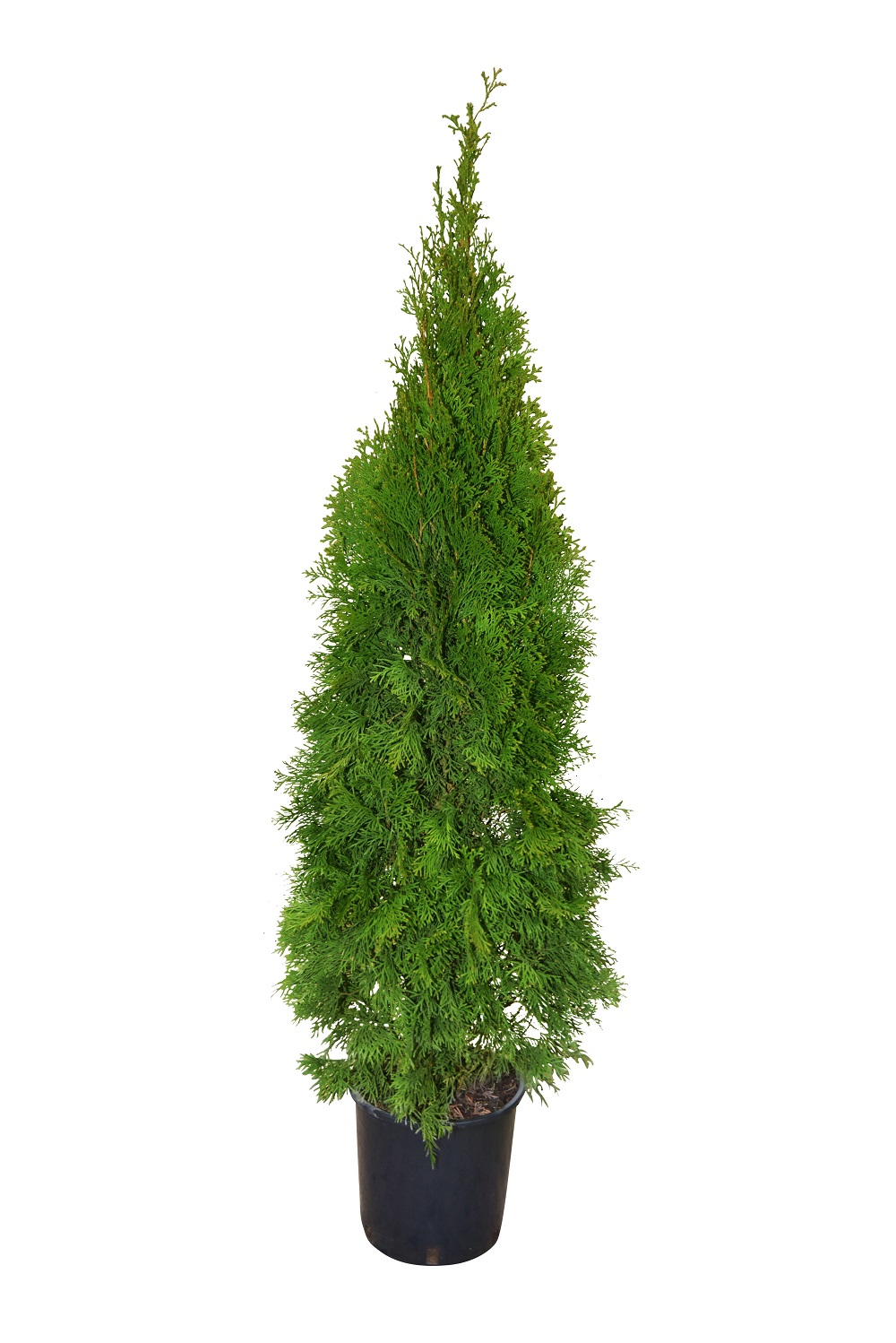 Tuia Smaragd in ghiveci, H 100-120 cm