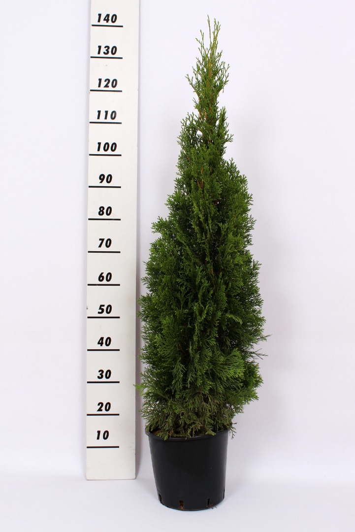 Tuia Smaragd in ghiveci, H 120-140 cm