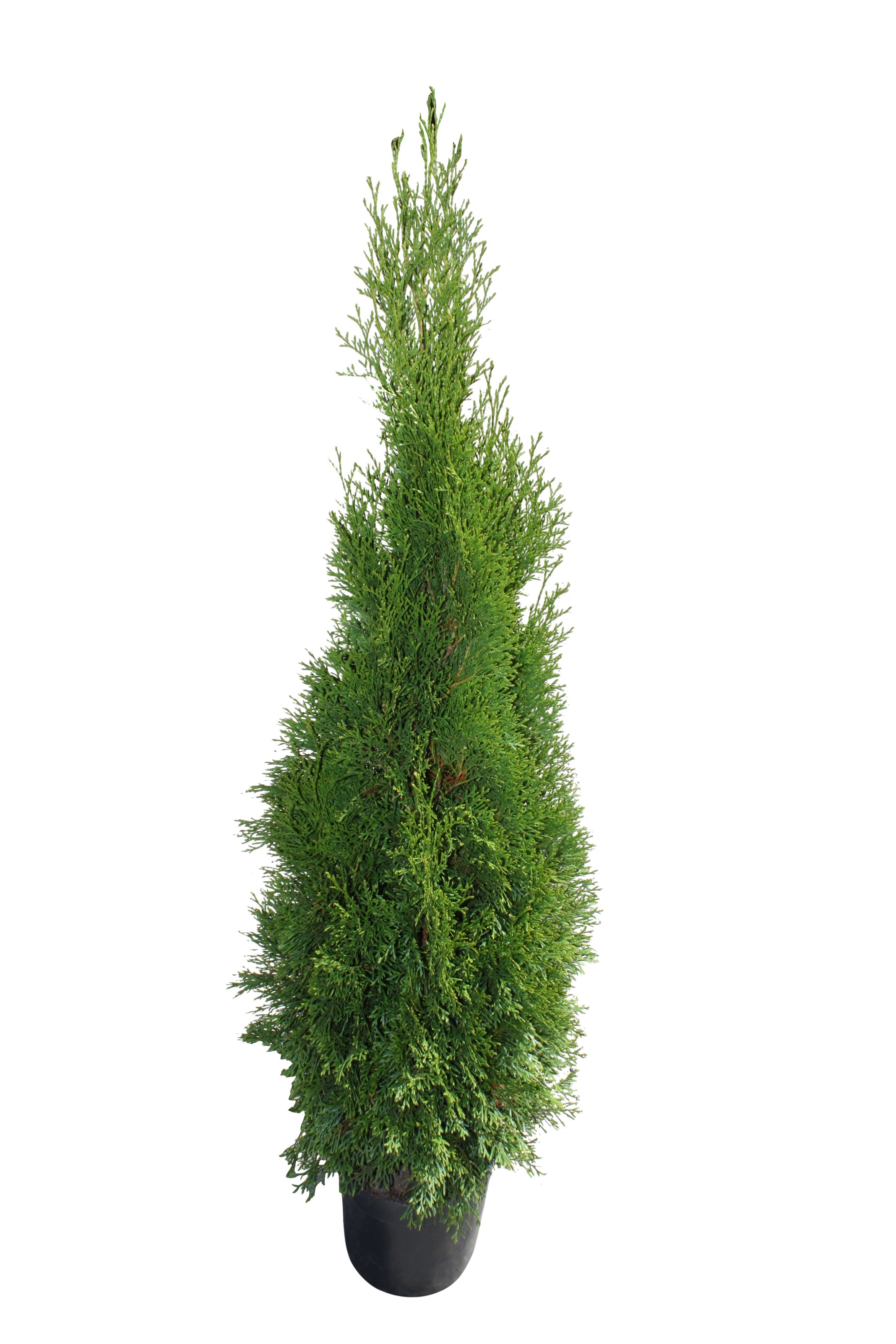 Tuia Smaragd in ghiveci, H 120-140 cm