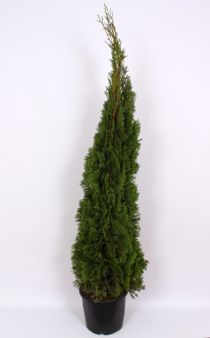 Tuia Smaragd in ghiveci, H 140-160 cm