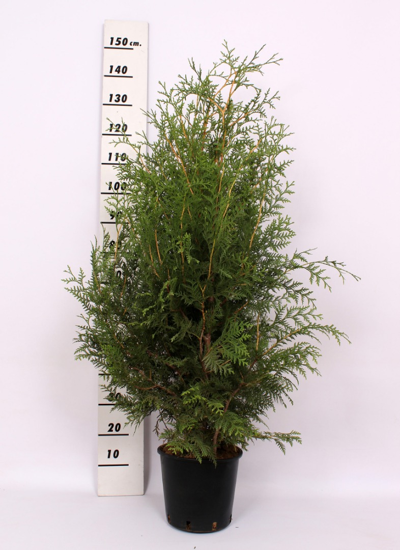 Tuia Occidentalis Brabant in ghiveci, H 100-120 cm