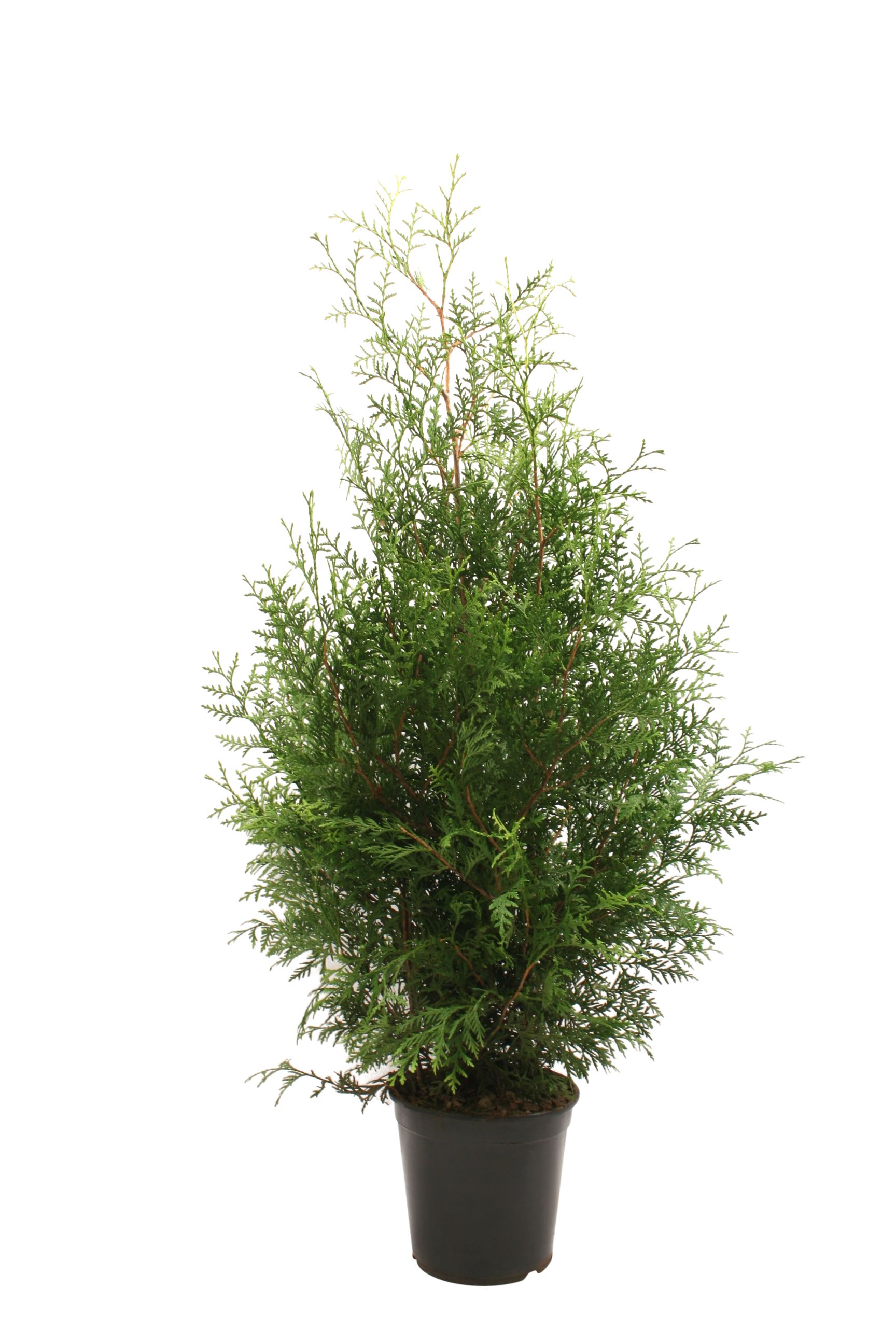 Tuia Occidentalis Brabant in ghiveci, H 100-120 cm