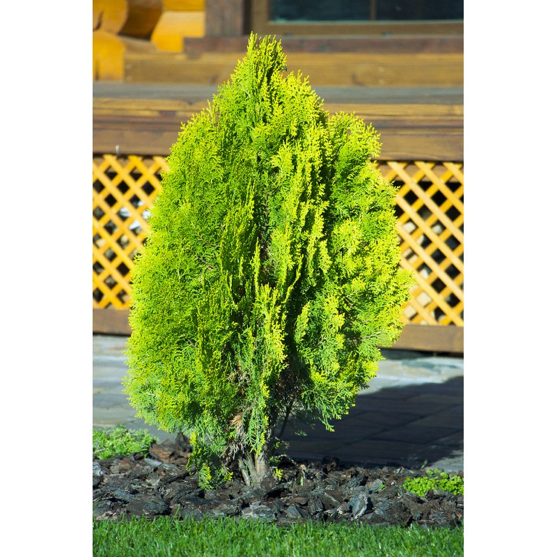 Tuia Occidentalis Brabant in ghiveci, H 100-120 cm