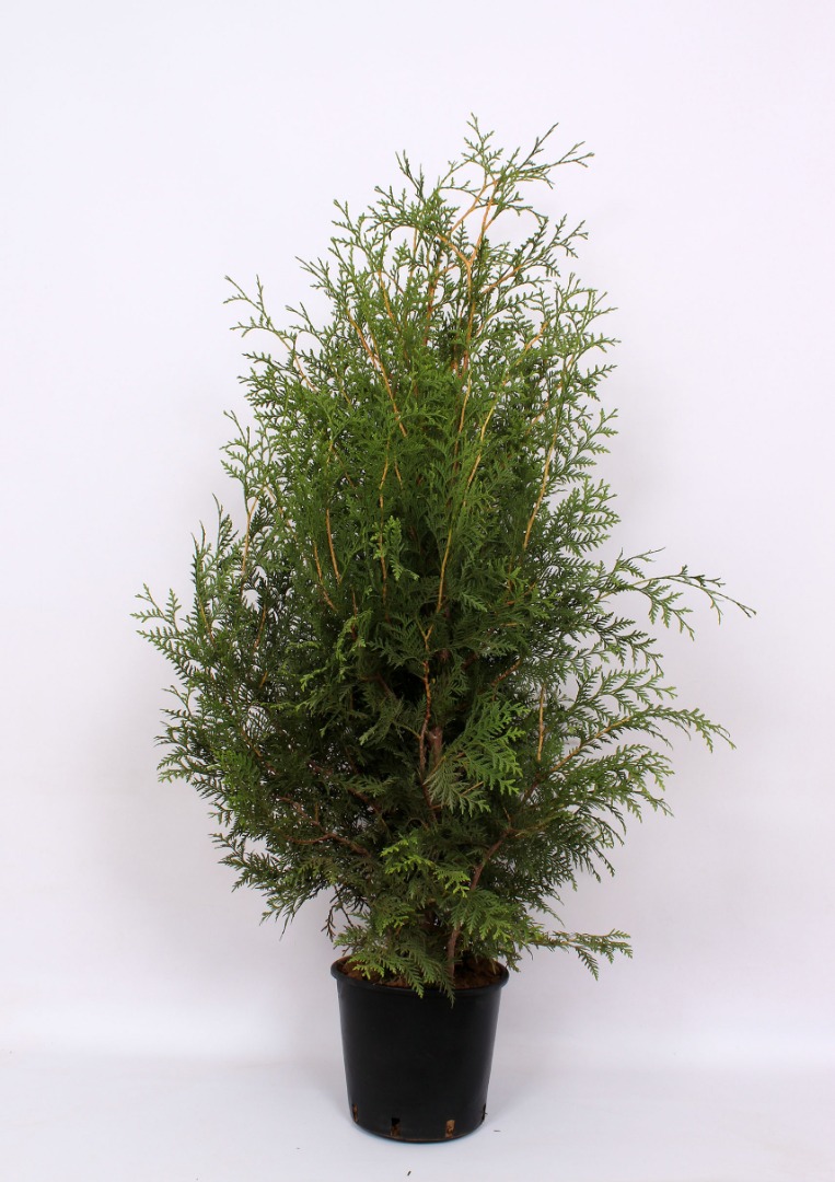 Tuia Occidentalis Brabant in ghiveci, H 100-120 cm