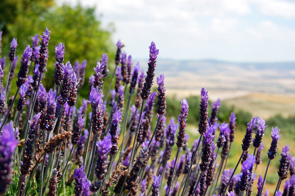 Lavanda, in ghiveci, 17 cm 