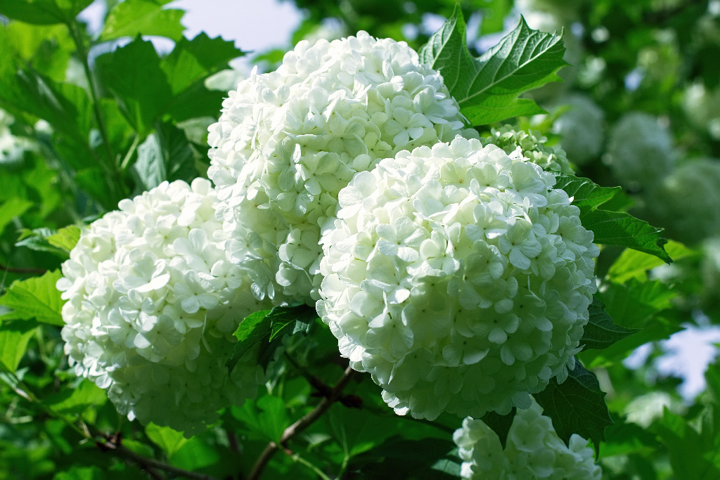 Hydrangea roz, hortensie in ghiveci, 15-45 cm 