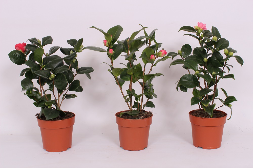 Floare Camelia Japonica Mix 35-40 cm