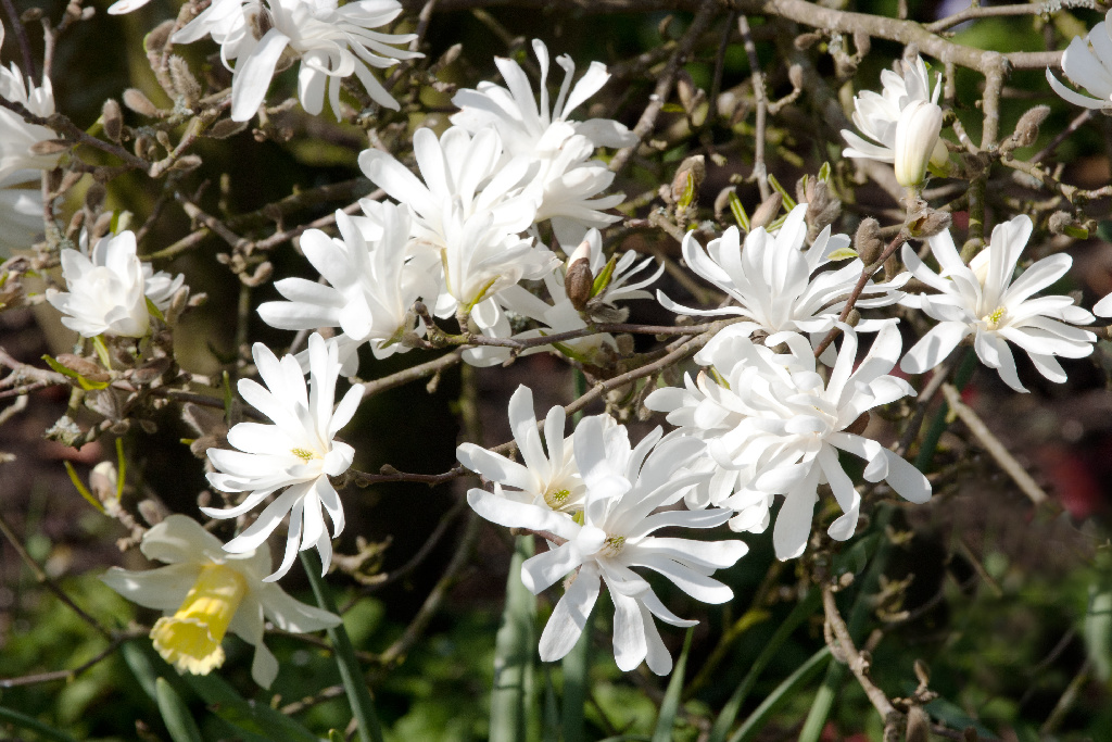 Magnolia mix, in ghiveci, 50-70 cm 
