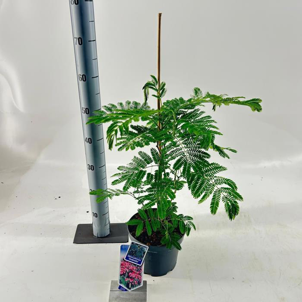 Albizia Ombrella, D 19 cm, H 55 cm
