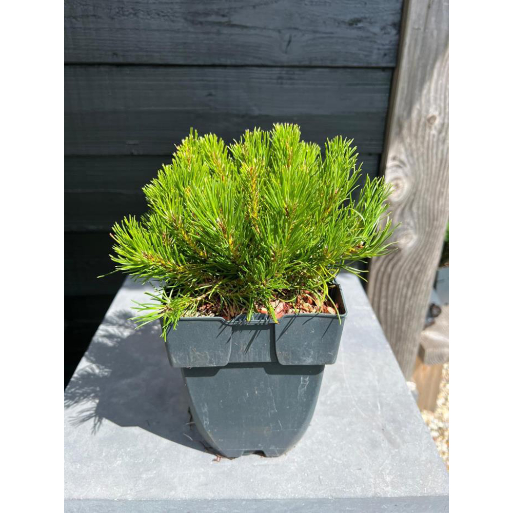 Pin Mughus (Pinus mugo), D17 cm, H35 cm