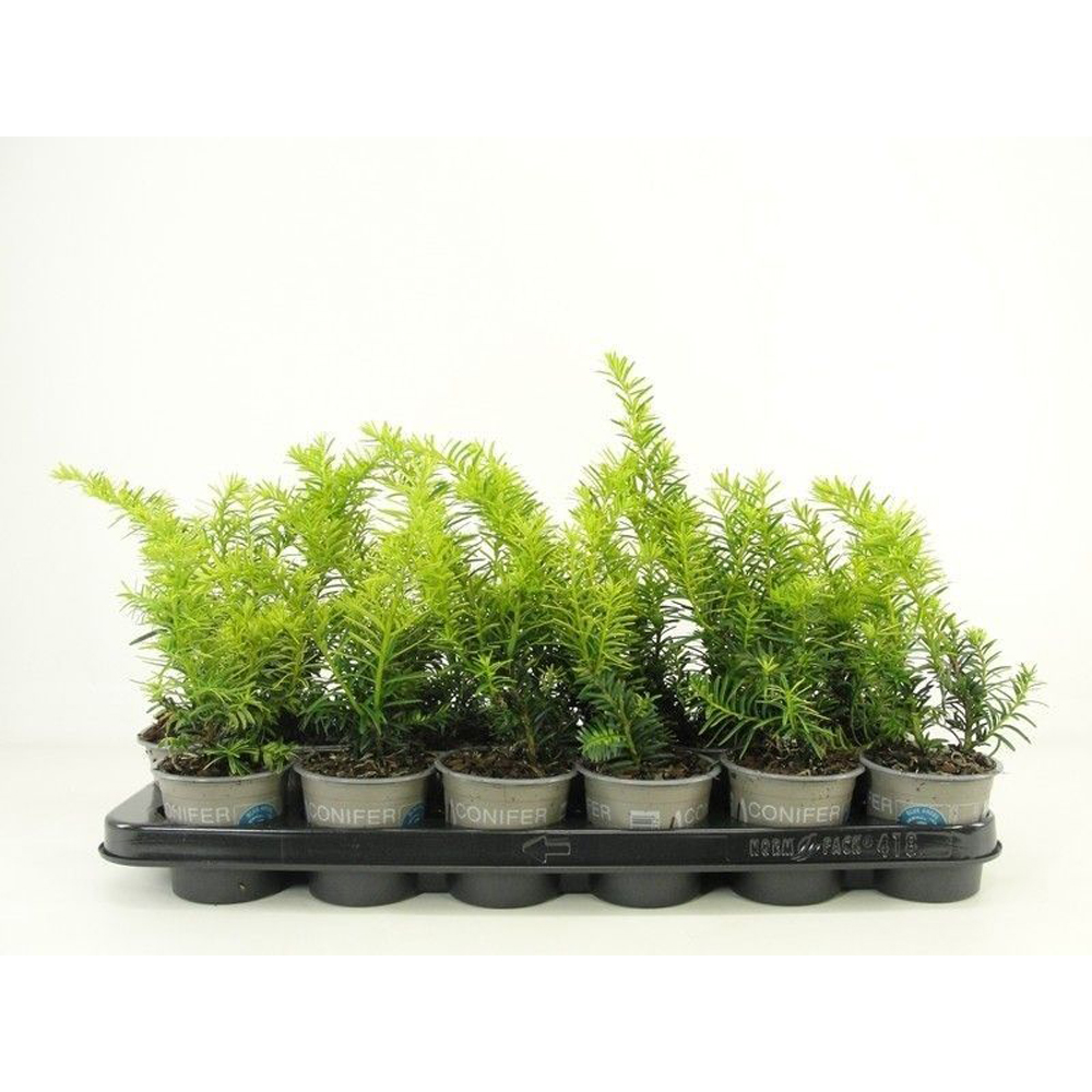 Tisa (Taxus baccata), 25 cm