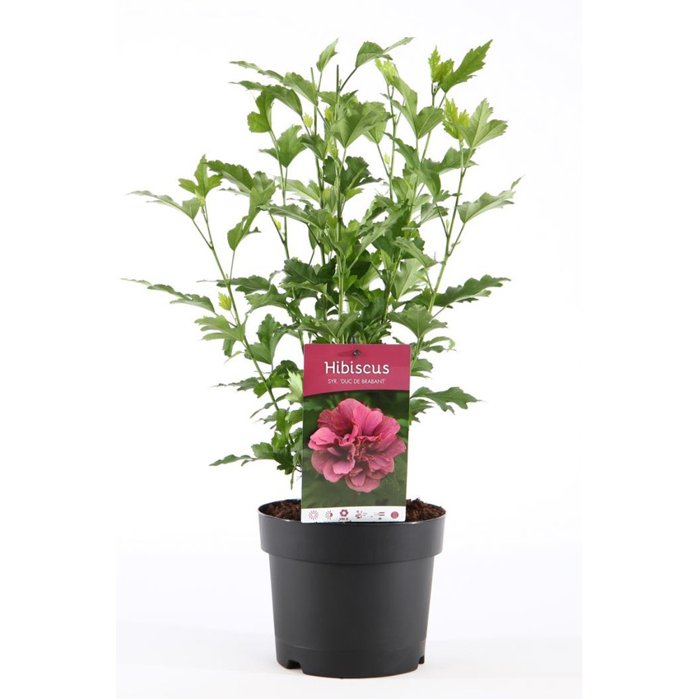Hibiscus Duc de Brabant, H 55 cm