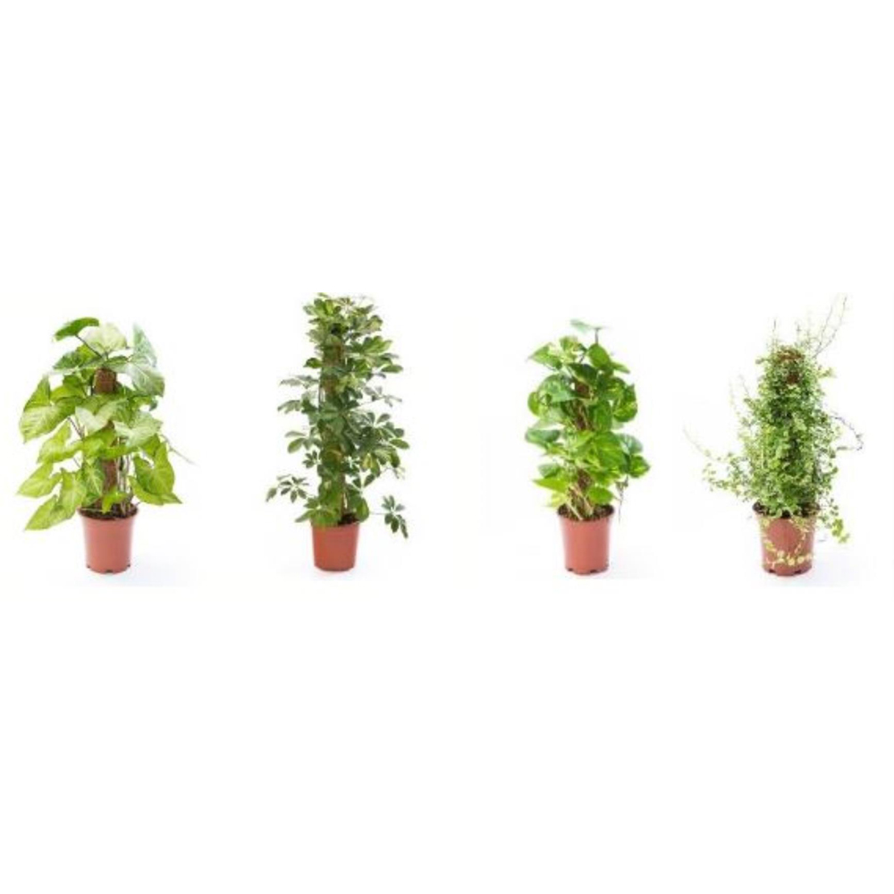 Mix plante verzi de interior, suport din muschi, H 60 cm