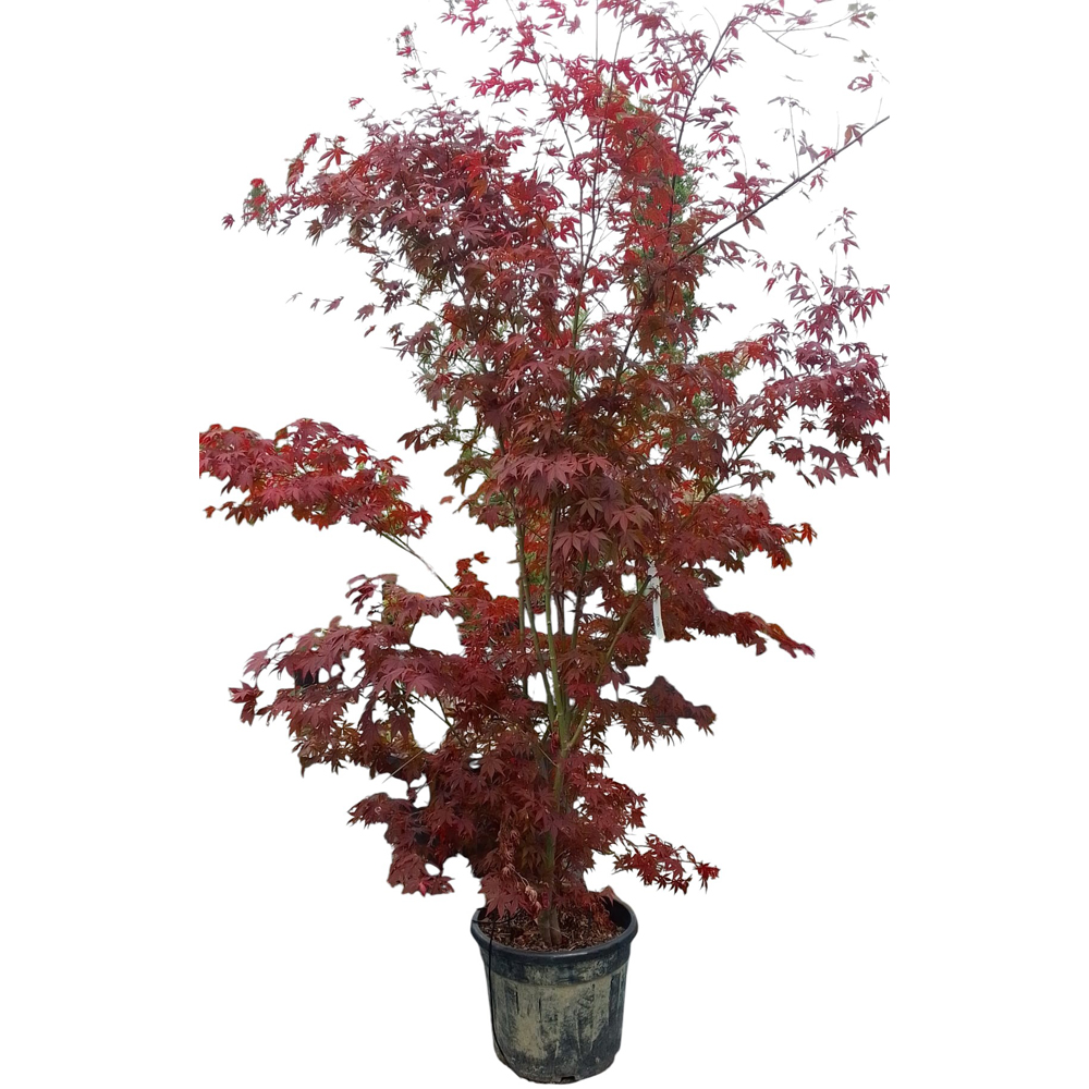 Acer Atropurpureum, D 50 cm, H20 cm