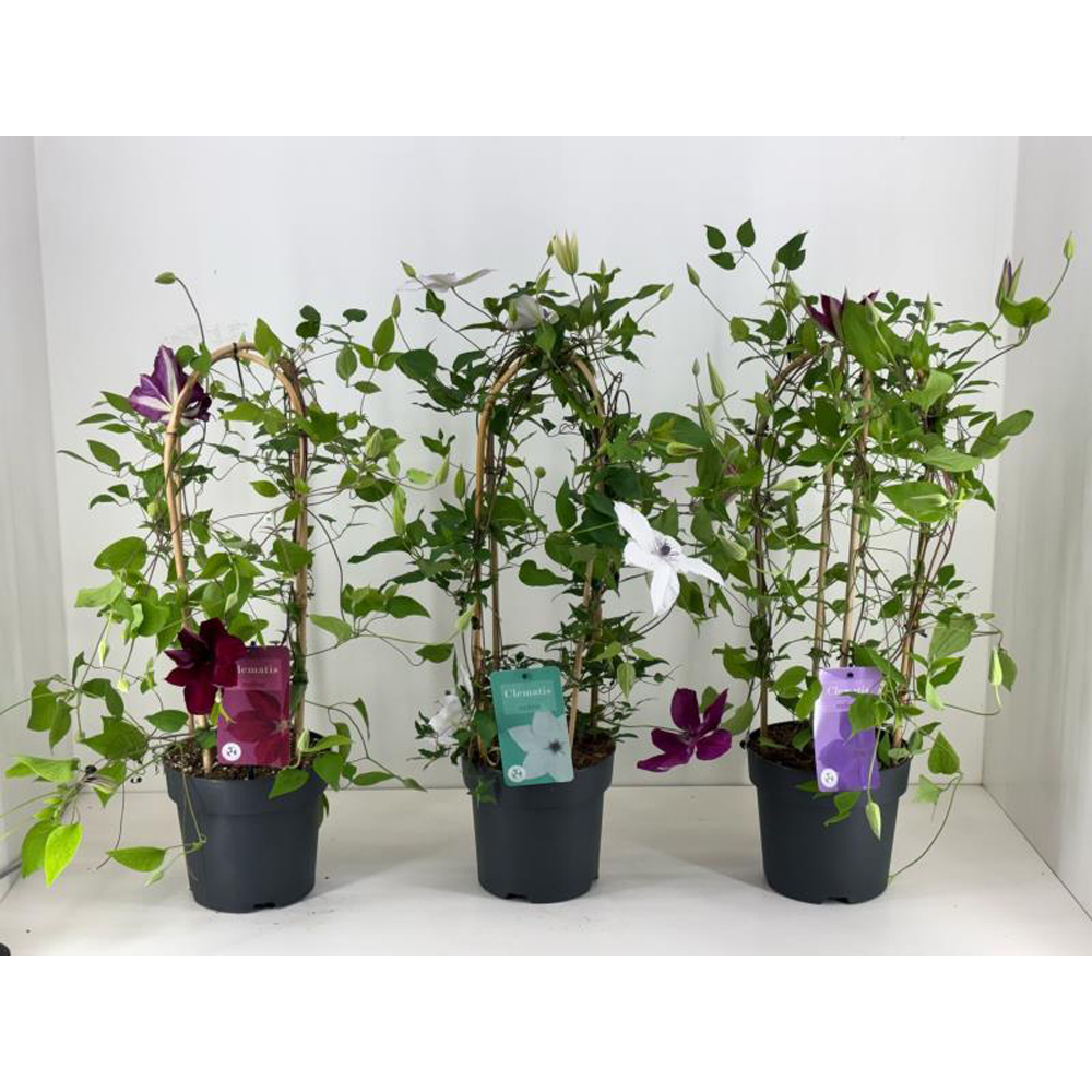 Clematis Garland, D 19 cm, H 70 cm
