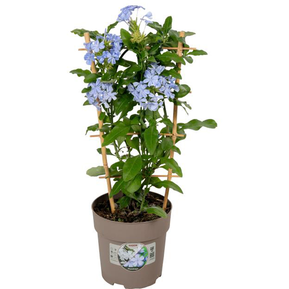 Plumbago (Plumbago auriculata), D15 cm, H45 cm