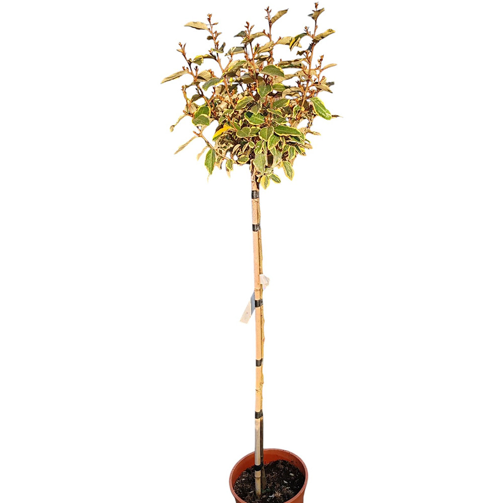 Arbust ornamental Elaeagnus Ebbingei Vivileg, H 140 cm