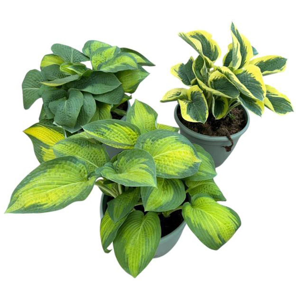 Hosta (Hosta), D32 cm, H35 cm