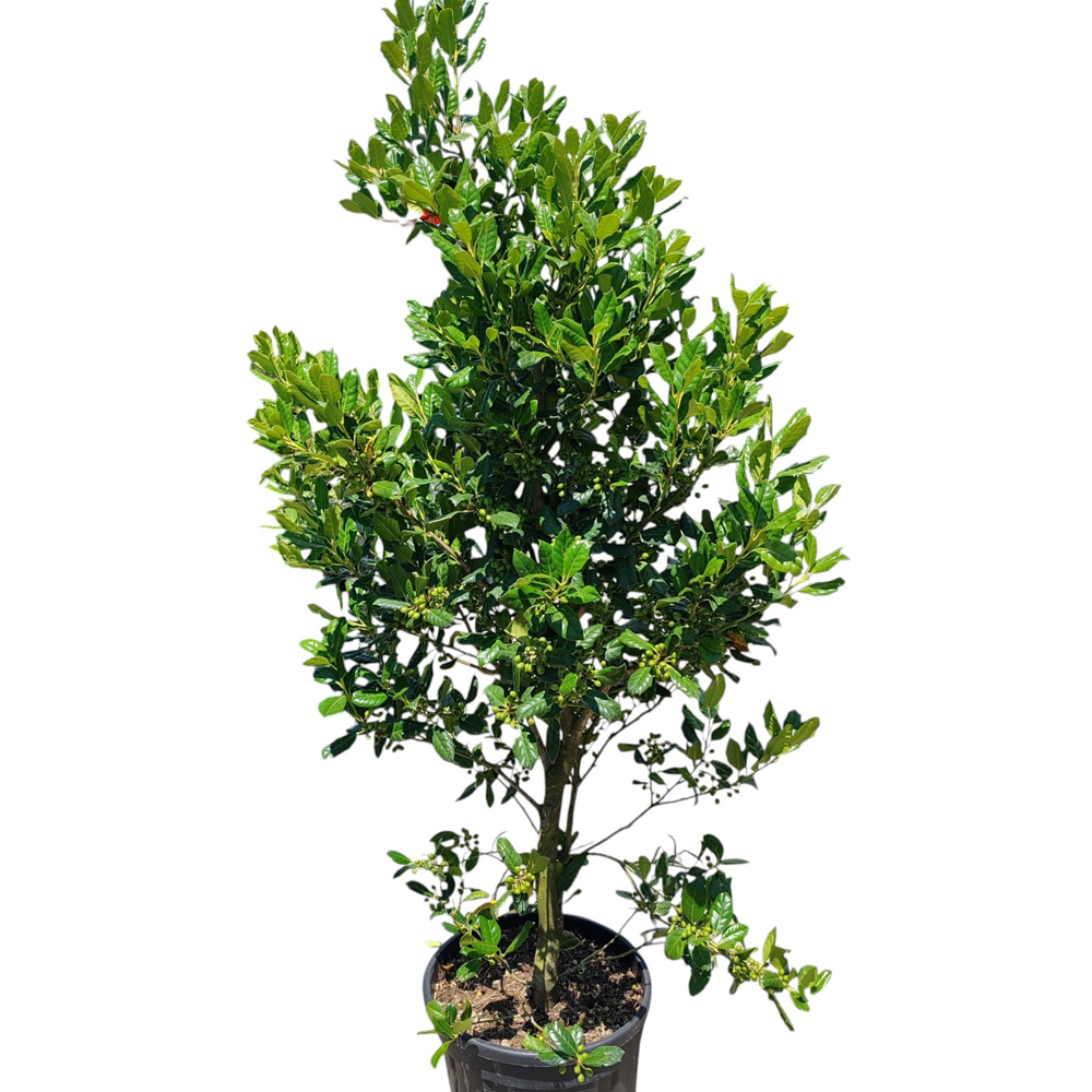 Ilex Aquifolium N. Stevens, D30 cm, H140 cm