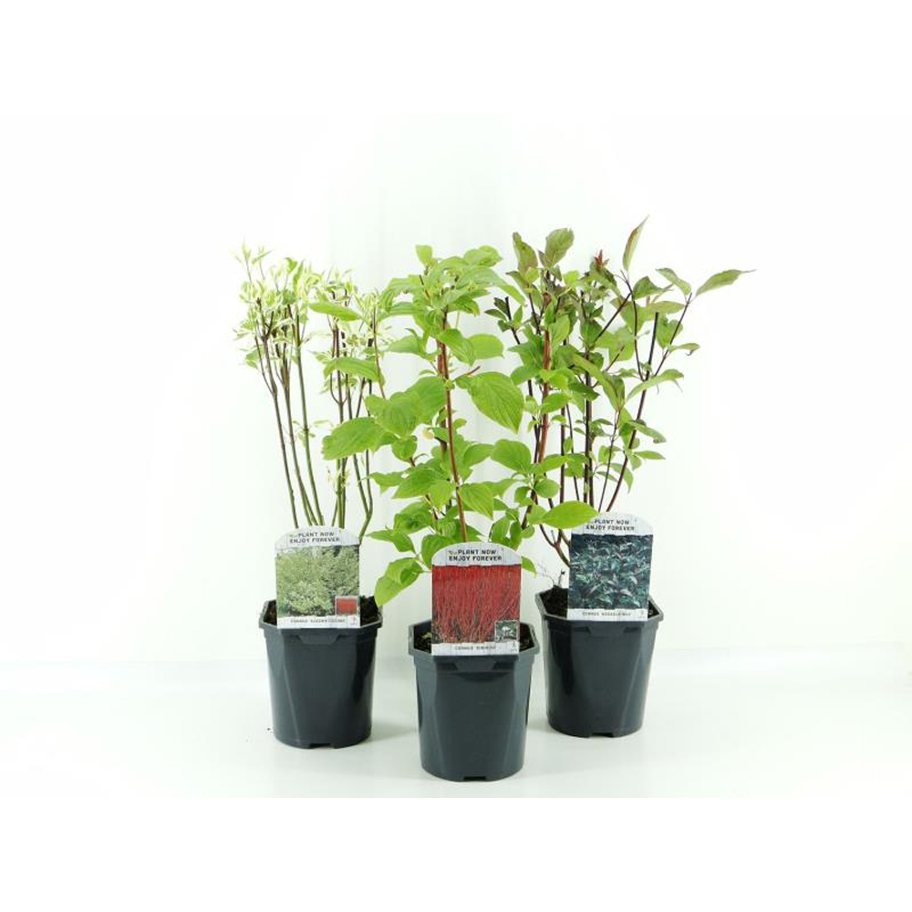 Cornus, D 17 cm, H 35 cm
