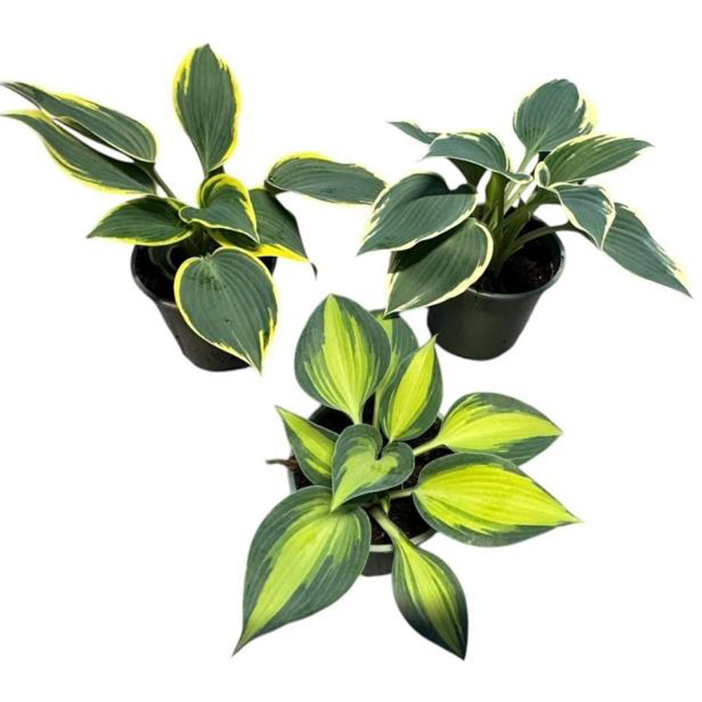 Hosta (Hosta), D13 cm, H25 cm