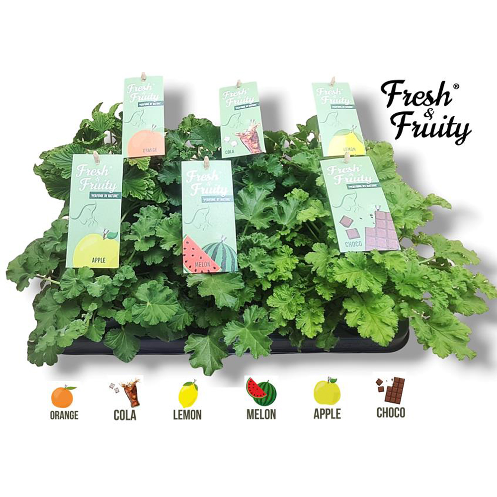 Muscata Fresh & Fruity (Pelargonium Fresh & Fruity), D12 cm, H20 cm