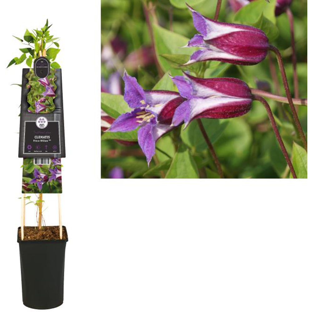 Clematis Prince William, D 17 cm, H 75 cm