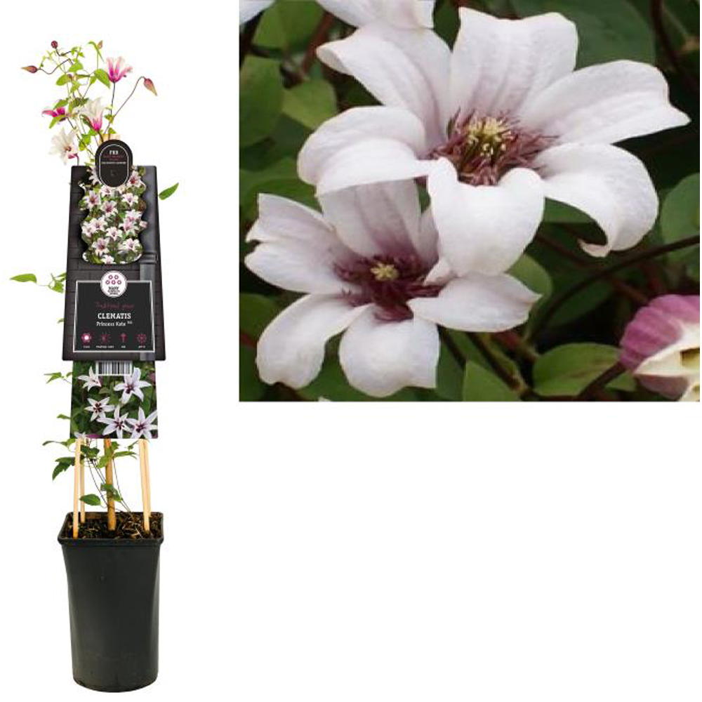 Clematita Princess Kate, H 75 cm