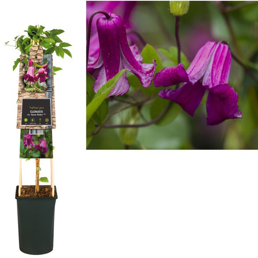 Clematis Queen Mother, D 17 cm, H 75 cm