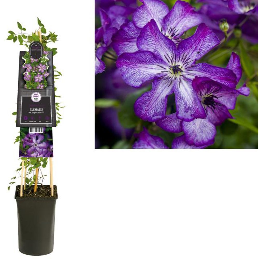 Clematis Super Nova, D 17 cm, H 75 cm