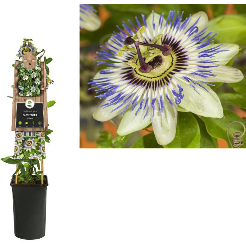 Floarea pasiunii albastra (Passiflora caerulea), D17 cm, H75 cm