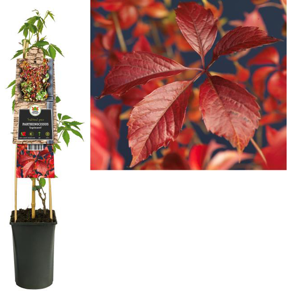 Vita canadiana Engelmannii, H 75 cm