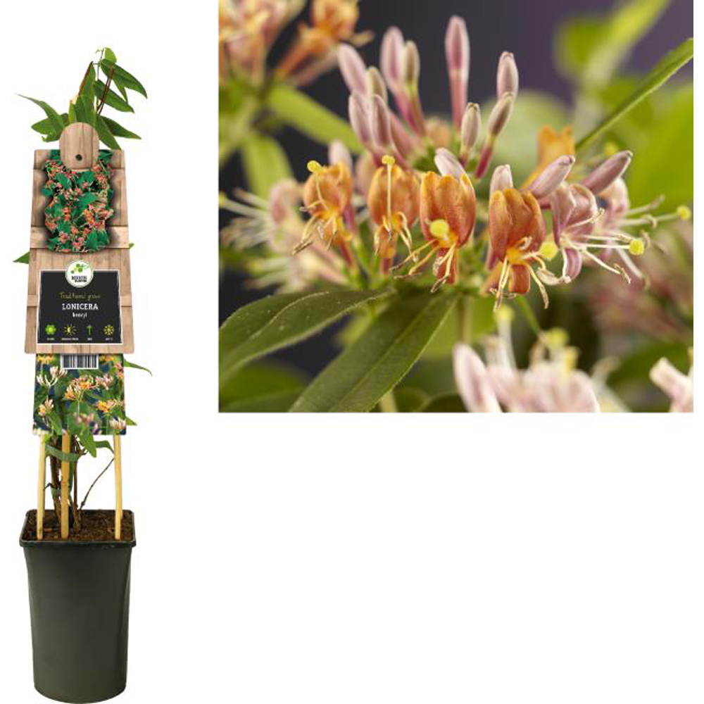 Caprifoi Henryi (Lonicera henryi), D17 cm, H75 cm