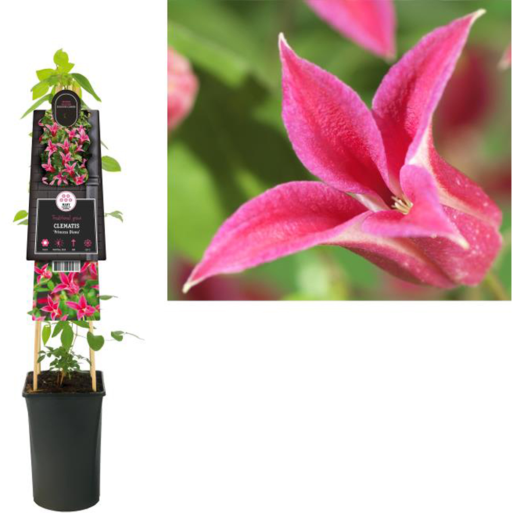 Clematita Princess Diana, H 75 cm