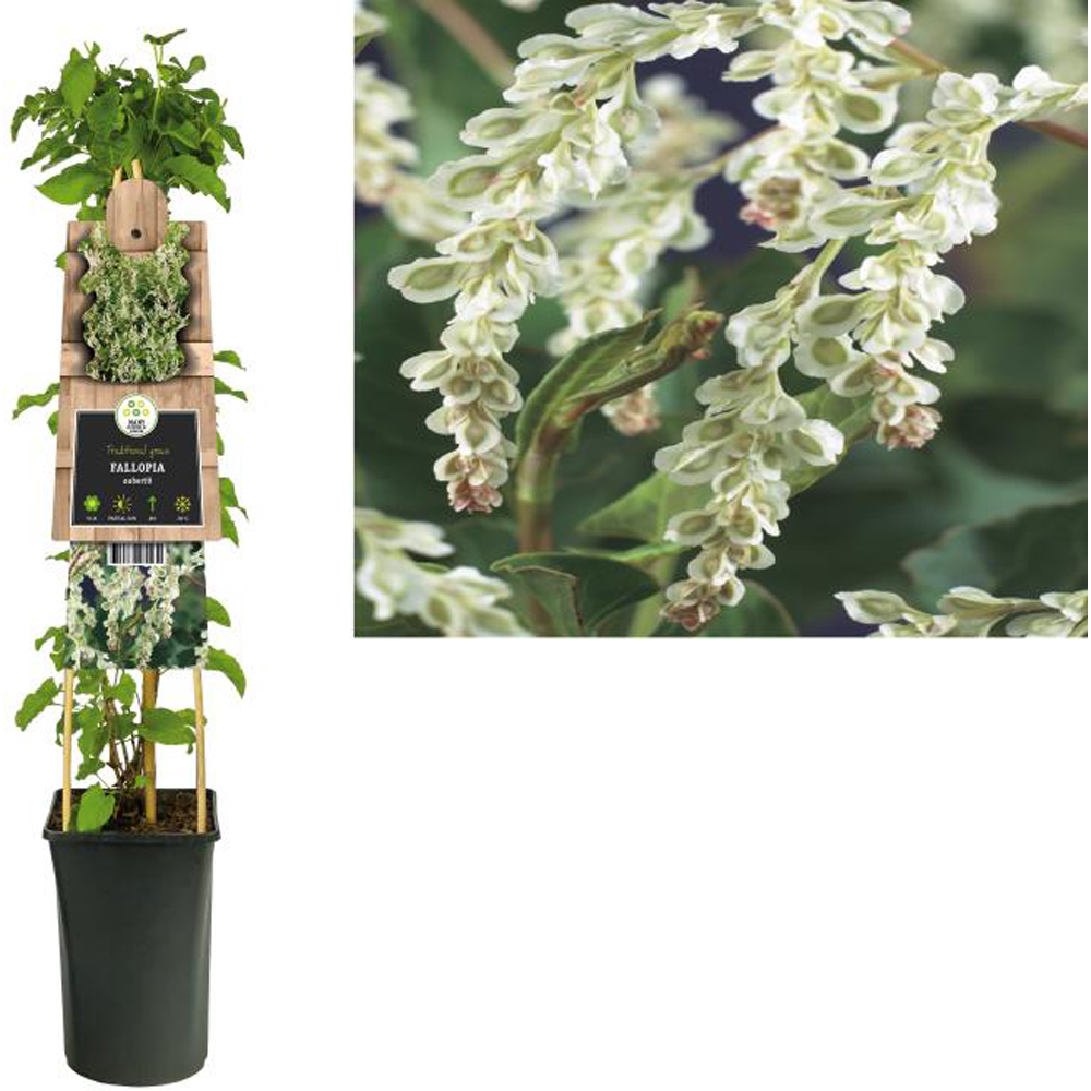 Vita argintie Aubertii, H 75 cm