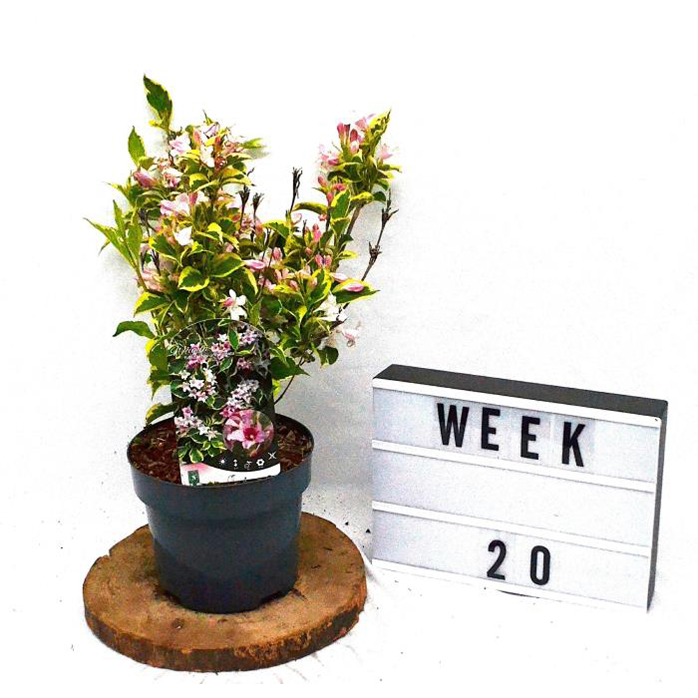 Weigela Nana Variegata, D 19 cm, H 35 cm