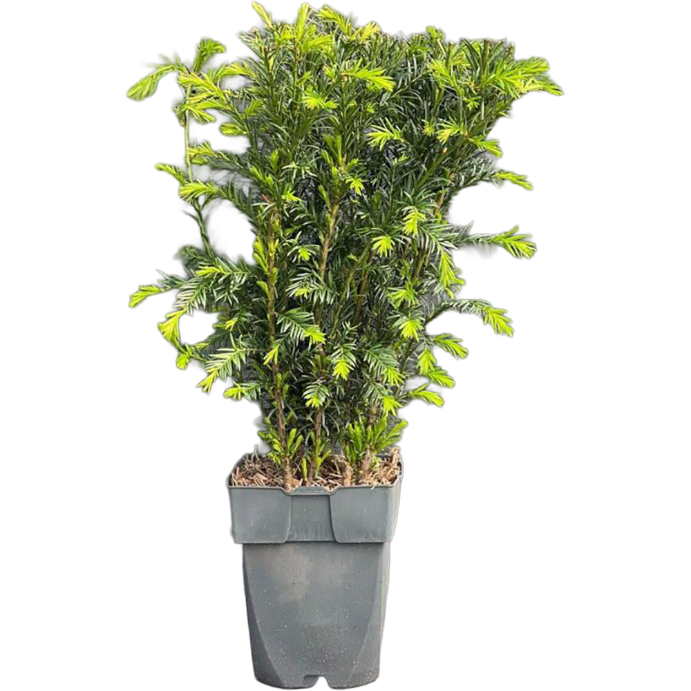 Taxus Groenland, D 17 cm, H 80 cm
