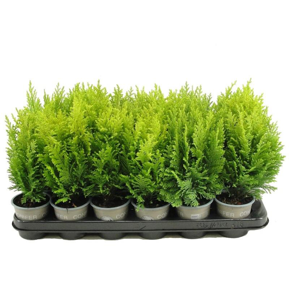 Chamaecyparis Ellwoods Empire, D 9 cm, H 20 cm